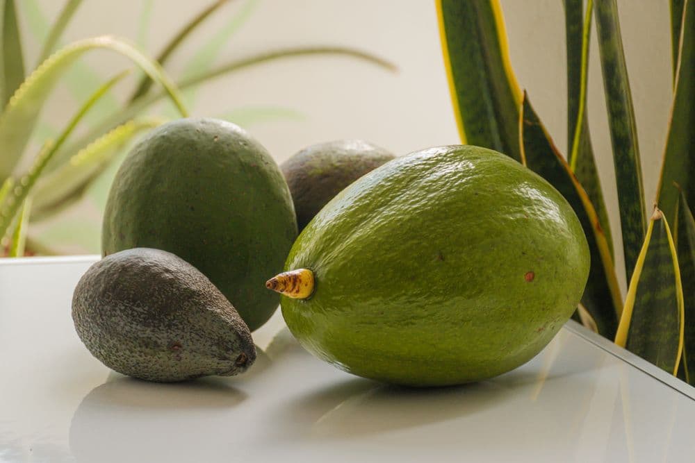 Aguacate Hass