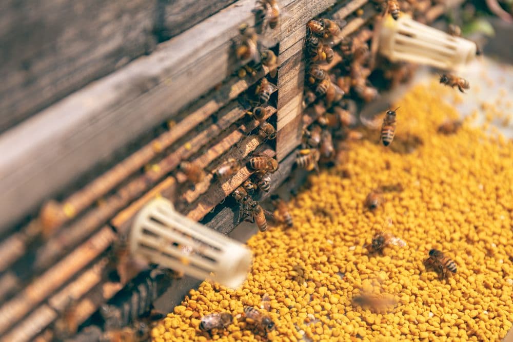 Polen de abeja